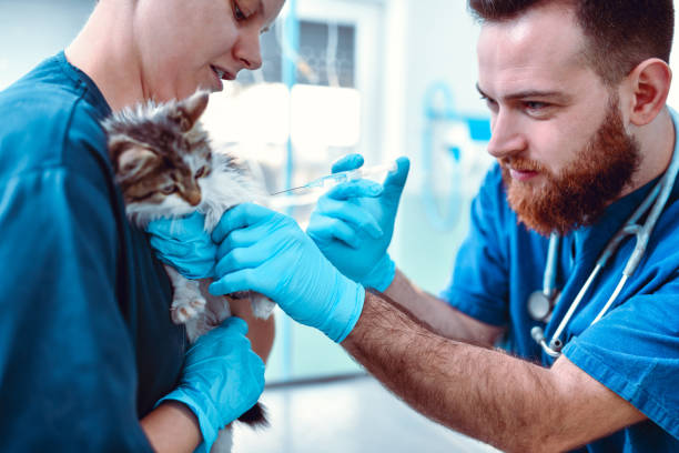 istock Vets Injecting Cat With Necessary Medicine 1186401584