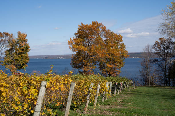 Autumn Colors at Finger Lakes Vineyard Vineyard fall foliage, Finger Lakes Region, New York finger lakes stock pictures, royalty-free photos & images