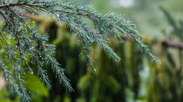 istock Spruce tree after the rain. A bright evergreen pine tree green needles branches with rain drops. Fir-tree with dew, conifer, spruce close up, blurred background 1186402826