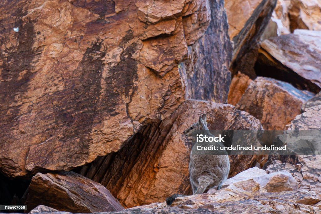 in the Australian outback a kangaroo sits on a rock and looks into the camera Animal Stock Photo