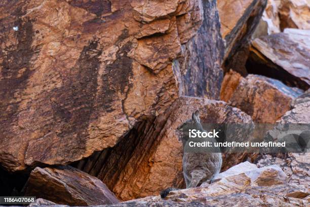 In The Australian Outback A Kangaroo Sits On A Rock And Looks Into The Camera Stock Photo - Download Image Now
