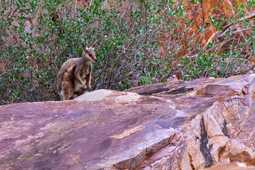 in the Australian outback a kangaroo sits on a rock and looks into the camera