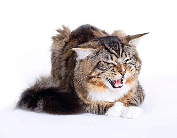 istock Angry cat on white background, Maine Coon 118641041