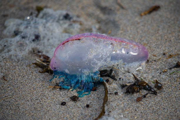 istock A vibrant Portuguese Man O' War washed ashore 1186411615