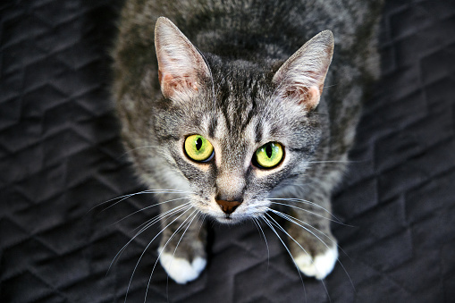 Cat looks you in the eye with a dumb question. Request a pet in the big green eyes. A hungry cat asking for food in humans. Homeless cat asks to pick him up from the shelter