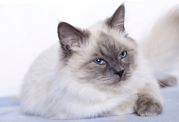 istock Beautiful Ragdoll cat with blue eyes 118641496