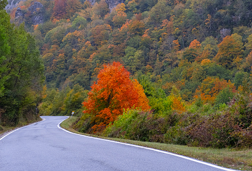 Autumn colors on a road in the valley of Arce, Navarra