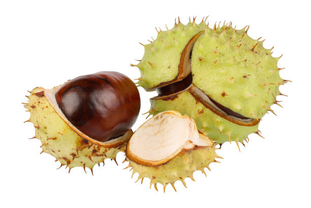 istock A group of ripe chestnuts in a bursted peel. 1186418541