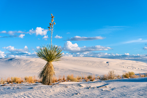 Soaptree Yucaa with sand dunes and blue sky at White Sands National Monument, New Mexico, USA.