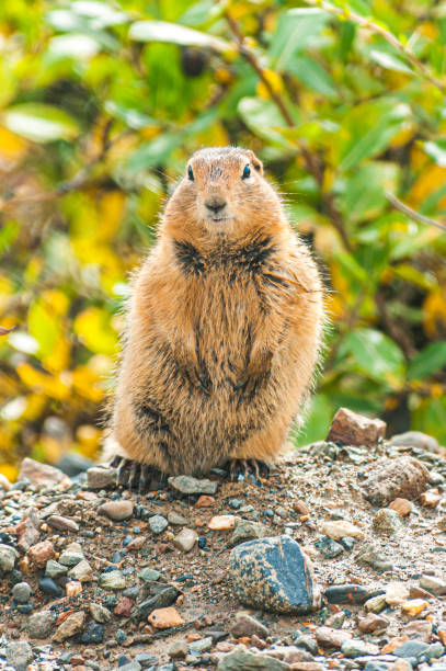 Ground Hog Posing A ground hog looking at the camera along the road in Alaska. alpine marmot (marmota marmota) stock pictures, royalty-free photos & images