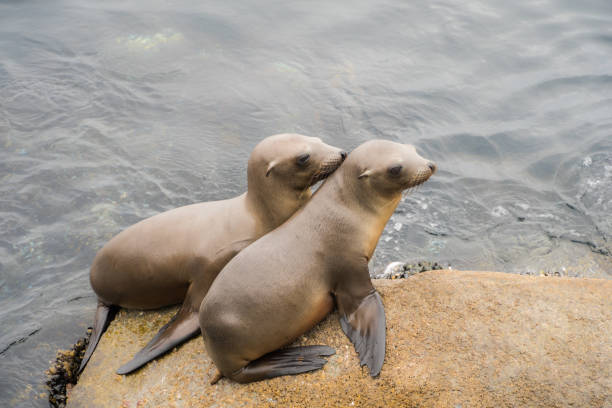 istock Two Sea Lion Pups 1186422309
