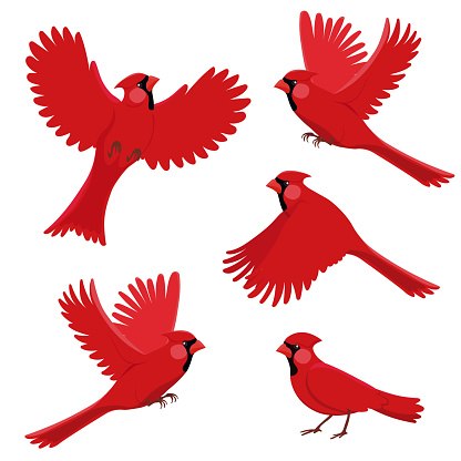 Bird red cardinal in different positions. Isolated vector illustration on white background.