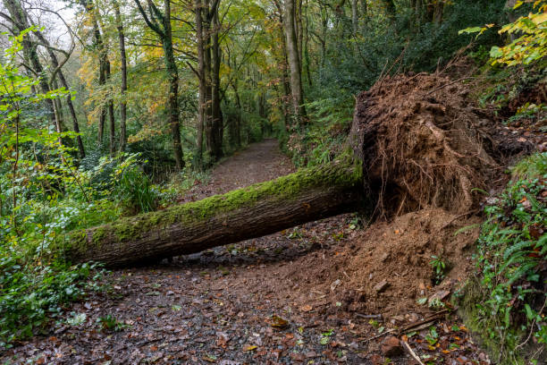 uprooted tree fallen in the storm wind in cornwall - leaf autumn falling tree imagens e fotografias de stock