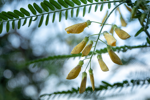 The Yellow Sesbania bloom flower can be used to make food and desserts