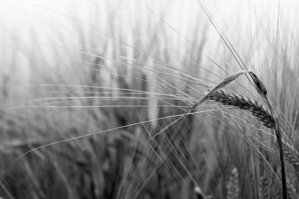 istock Black and white isolated barley stalk. 1186432055