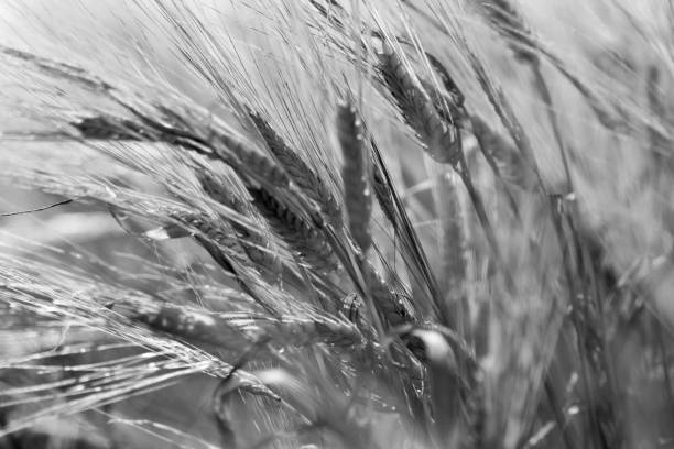 istock Black and white  barley field. 1186432107