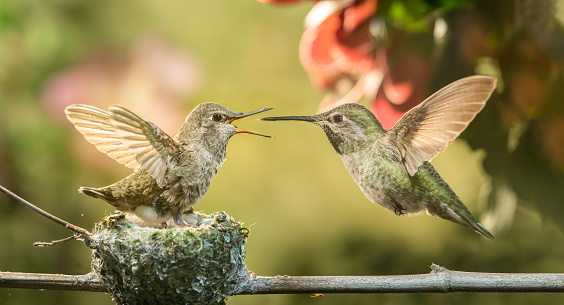 This is a photograph of a baby hummingbird opening mouth for food from mother