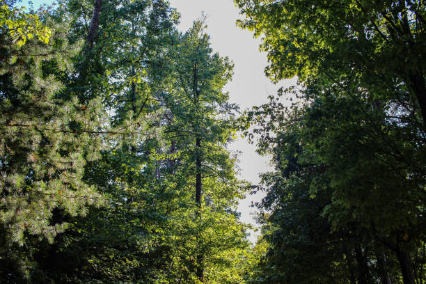 tega cay fort mill bellissimi alberi nella natura e nel sole - epg foto e immagini stock