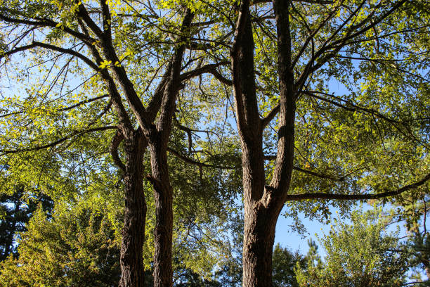 natures albero della vita, belle foglie e sole a fort mill south carolina - epg foto e immagini stock