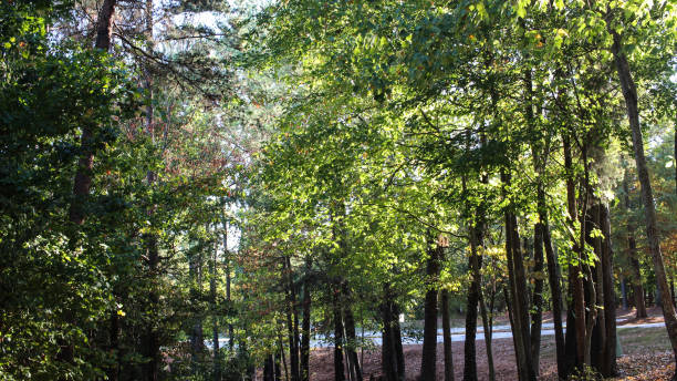 alberi naturali di tega cay a fort mill south carolina - epg foto e immagini stock