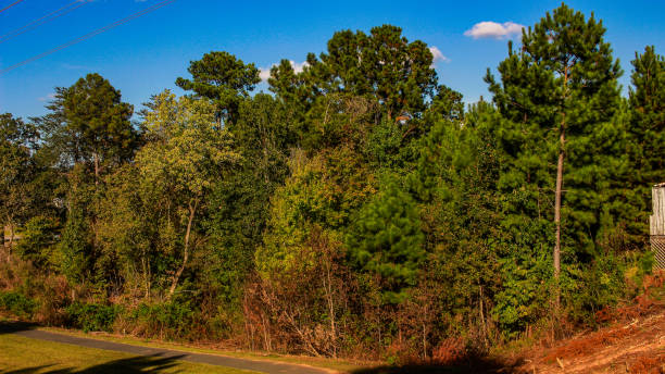 vista ad alto angolo degli alberi nella carolina del sud tega cay sunshine bella giornata - epg foto e immagini stock