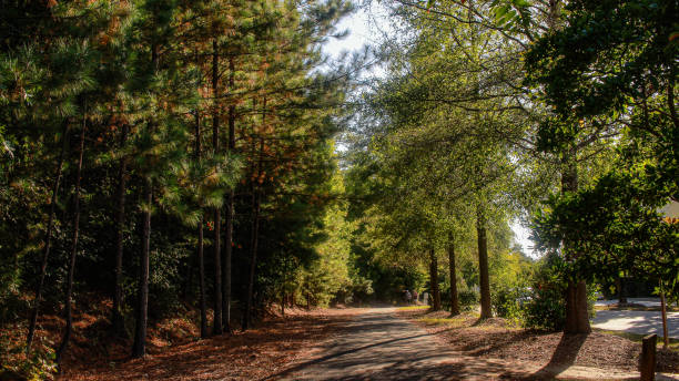 sentiero in south carolina fort mill tega cay drive e alberi in una bella giornata di sole - epg foto e immagini stock