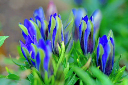 Gentiana scabra, or Japanese gentian, is a species of flowering plant in Gentian family, with flowers being blue or dark blue in color.