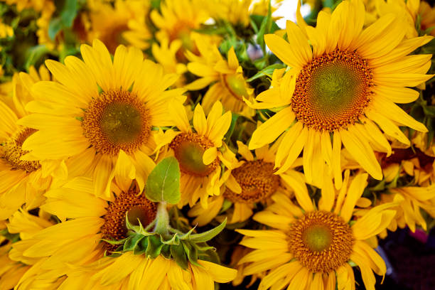 Sunflowers at the local farmer's market in Provence, France