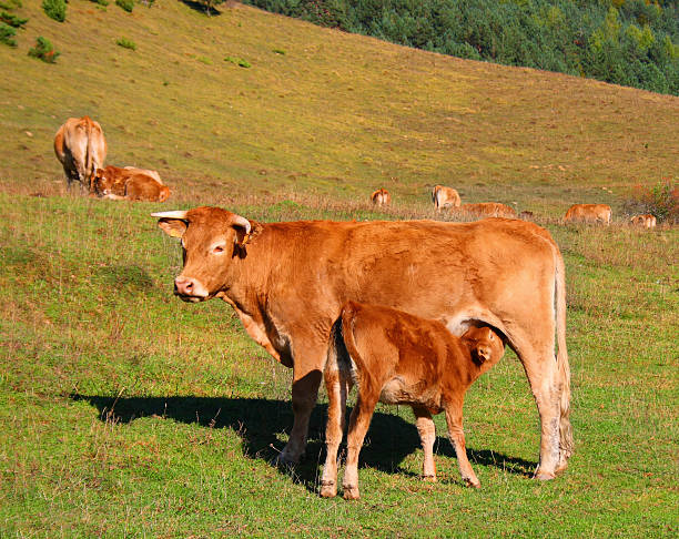 Cow and calf in the mountains stock photo