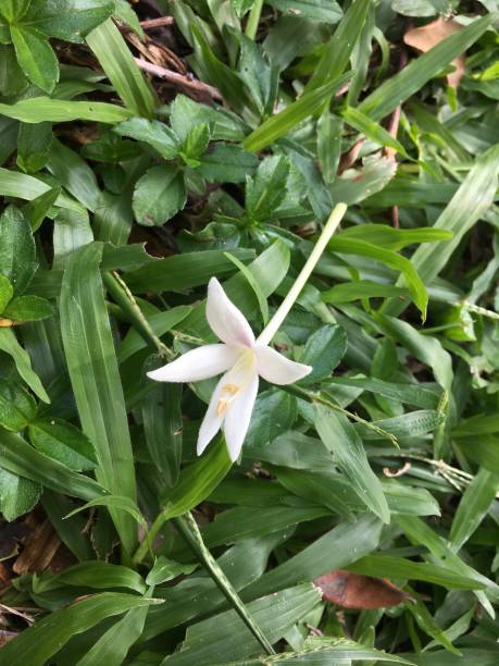 istock White flowers on the grass 1186444224