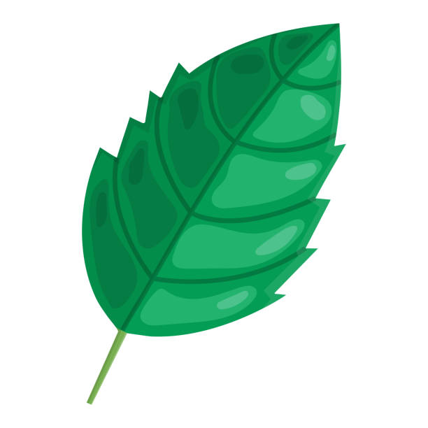 Mint Cartoon Green Leaf Isolated On White Background Vector Illustration  For Any Design - Arte vetorial de stock e mais imagens de Banda desenhada -  Produto Artístico - iStock