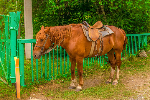 A brown horse with a saddle is tied to the fence