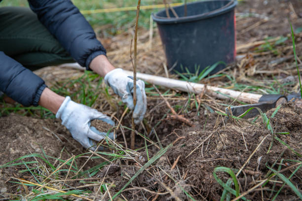 istock plantation of young trees for forest regeneration after intervention by natural elements 1186445071