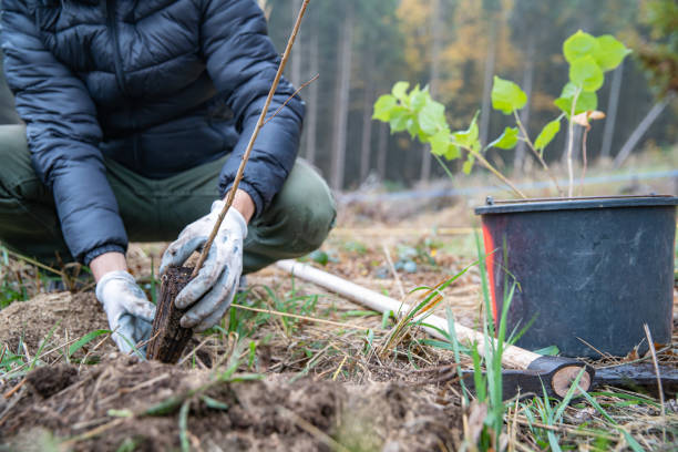 istock plantation of young trees for forest regeneration after intervention by natural elements 1186445086