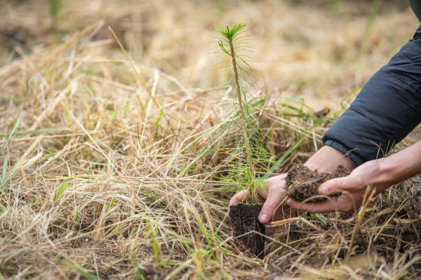 istock plantation of young trees for forest regeneration after intervention by natural elements 1186445772