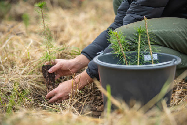 istock plantation of young trees for forest regeneration after intervention by natural elements 1186445776