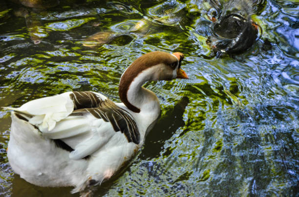 adorable, animal, beak, bird, blue, chick, dive, family, farming, feather, goose, group, head, lake, nature, neck, peaceful, poultry, refreshing, species, splashing, summertime, swimming, swimming pool, together, walking, water, wild animal, wild goose, wildlife