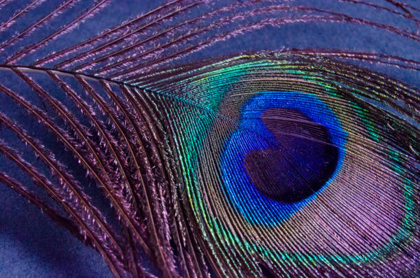 istock Beautiful and easy to use peacock feather texture 1186448604