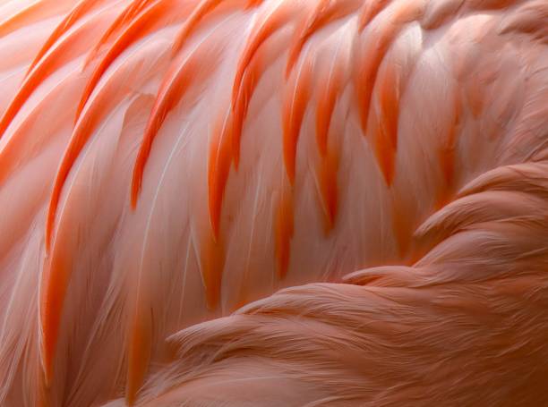 istock Chilean flamingo feathers closeup 1186448822