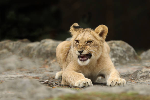istock Young lioness cube lying down . Panthera leo. Lion kitten resting 1186449805