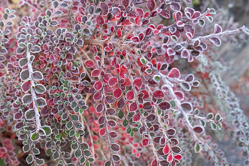 Branches of bush with small autumn colored (in shades of green and red) leaves that have been frosted (or glaced or glazed) with ice after the first frost night in late fall or early winter.