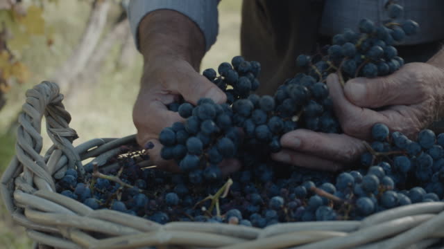 Hands with fresh delicious dark blue grapes