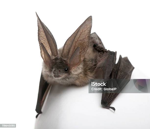 Grey Longeared Bat In Front Of White Background Stock Photo - Download Image Now - Bat - Animal, White Background, Animal
