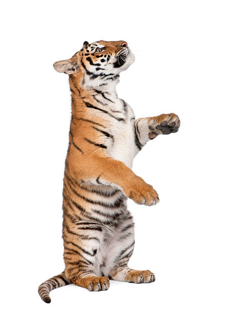 istock Bengal Tiger sitting in front of white background 118645088