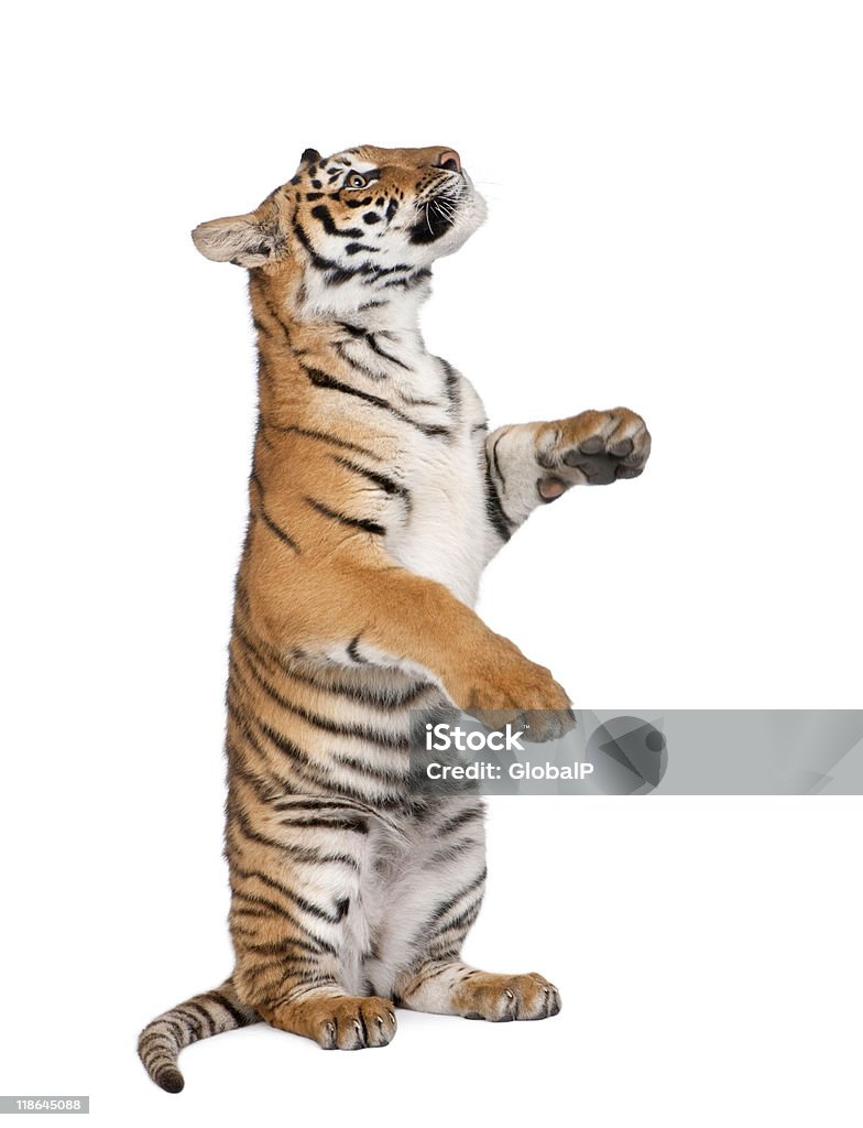 Tygrys bengalski, siedząc z przodu Białe tło - Zbiór zdjęć royalty-free (Tygrys)
