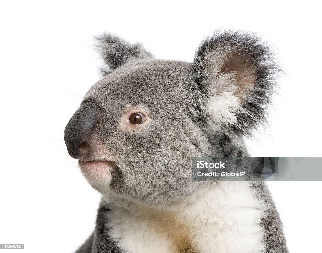 Ritratto del maschio Koala bear contro sfondo bianco - Foto stock royalty-free di Koala