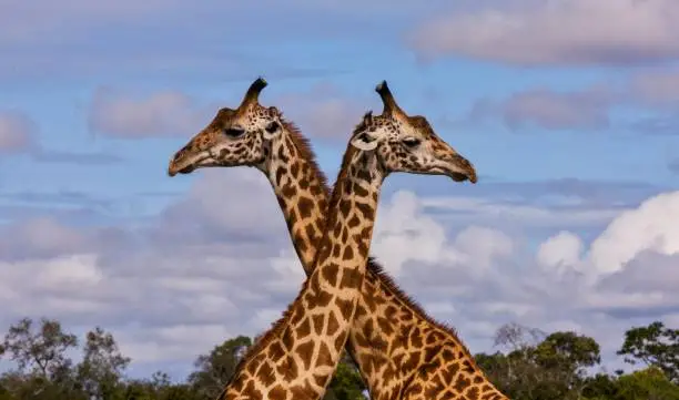 Photo of Two giraffes crossed necks