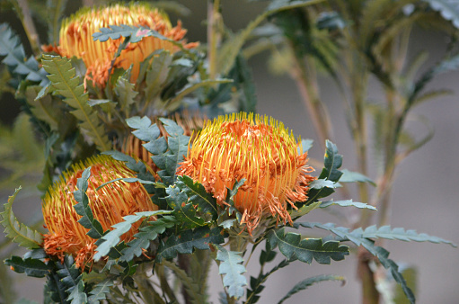 Endemic to south west Western Australia. Formerly known as Dryandra formosa.