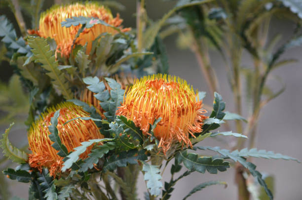 Australian native Showy Dryandra flowers, Banksia formosa, family Proteaceae. Endemic to south west Western Australia. Formerly known as Dryandra formosa. australian wildflower stock pictures, royalty-free photos & images