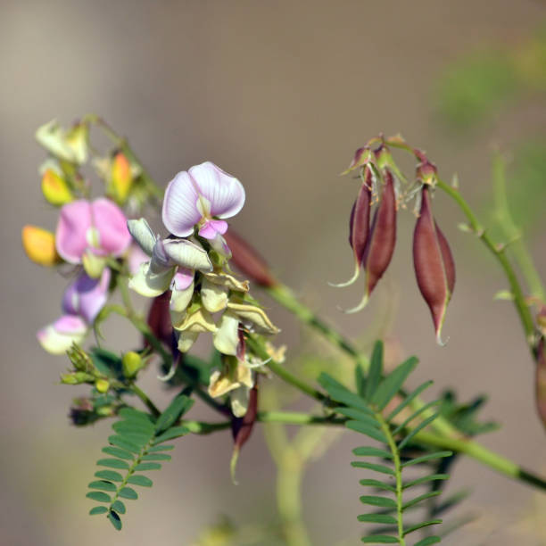 Pink purple Australian Indigo flowers, buds and pods, Indigofera australis, family fabaceae Widespread in woodland and open forest in New South Wales, Queensland, Victoria, SA, WA and Tasmania. indigo plant photos stock pictures, royalty-free photos & images